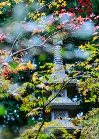 Close-up of flower tree