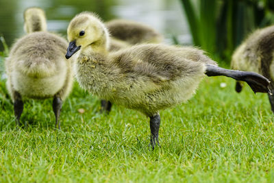 Close-up of ducklings on grass