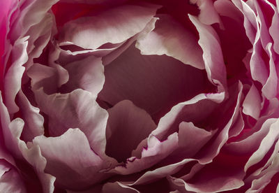 Extreme close up of pink flower