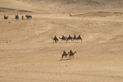 Horses in a desert