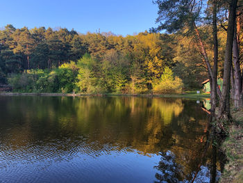 Scenic view of lake by trees in forest during autumn