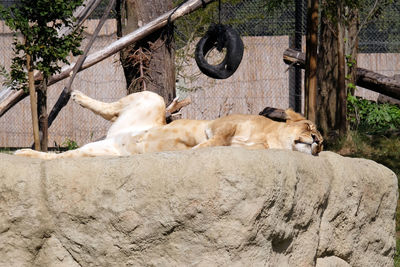 Lion, panthera leo