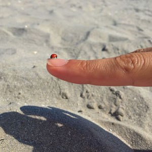 Cropped image of ladybug over person finger on sand