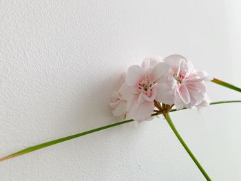 Close-up of cherry blossom against white wall