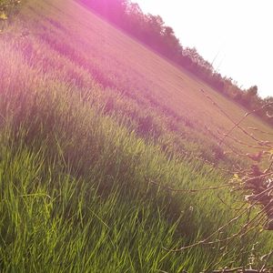 Scenic view of wheat field against sky