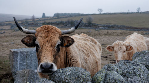 Portrait of cow on field