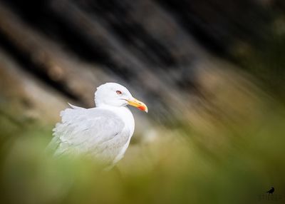 Close-up of seagull perching