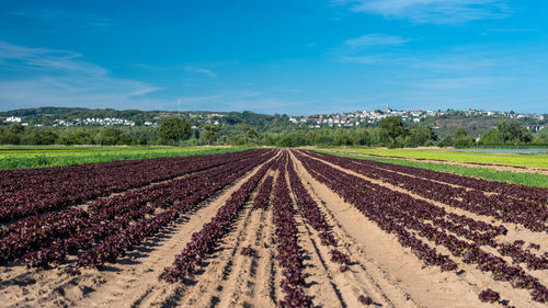 Ripening red lettuce on a summer sunny day in western germany. a beautiful blue sky 