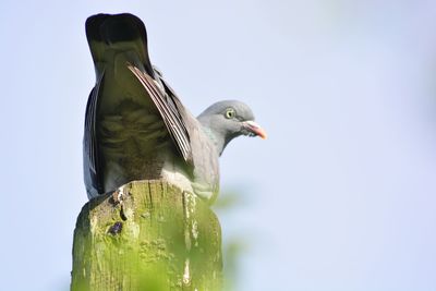 Close-up of bird in water