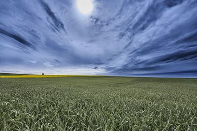 Scenic view of agricultural field against sky