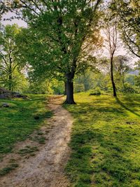 Trees on field