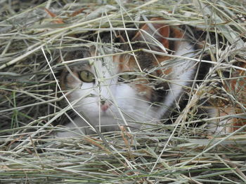 Close-up portrait of a cat