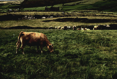 Cows grazing on field