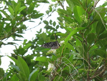 Low angle view of butterfly perching on leaf