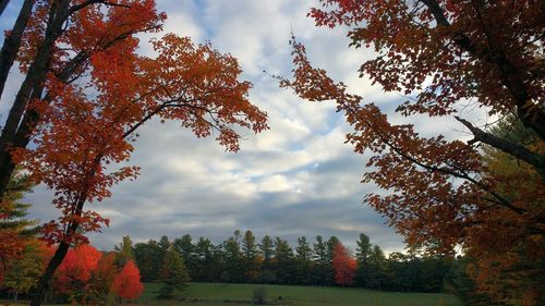 Silhouette of trees against cloudy sky