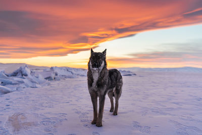 Dog standing on snow covered land during sunset