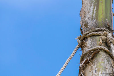 Low angle view of rope tied to bamboo against clear blue sky