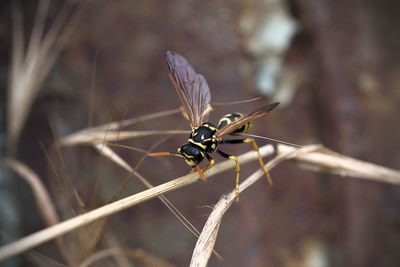 Close-up of insect on twig