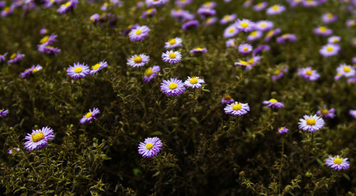 Close-up of purple flowering plants on field