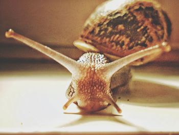 Close-up of snail