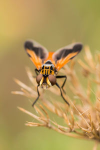 Close-up of insect on flower