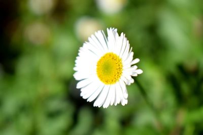 Close-up of white flower blooming outdoors