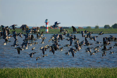 Flock of birds flying in the sky