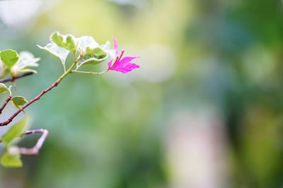 Close-up of pink flowering plant