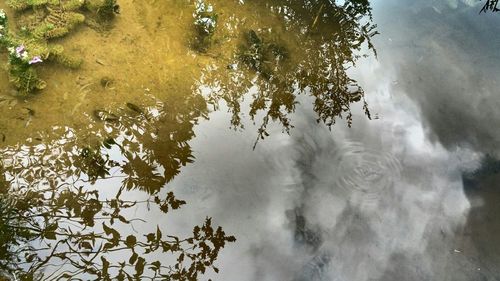 Reflection of trees in lake