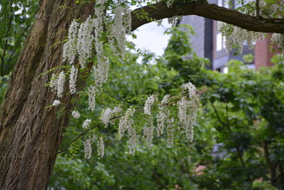 Close-up of flowering tree