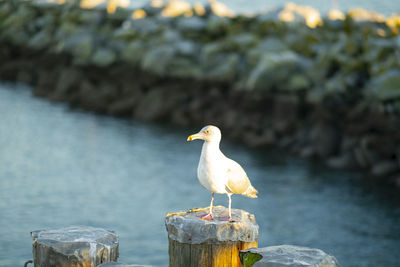 Seagull perching on wooden post