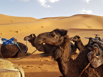 Camels resting on sand at desert against sky