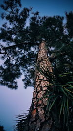 Low angle view of trees in forest against sky