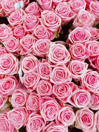 Full frame shot of pink roses