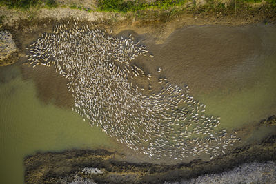 High angle view of jellyfish swimming in sea