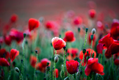 Close-up of red poppy flowers