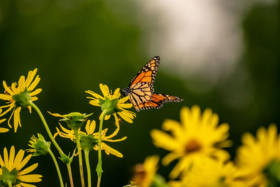 Butterfly on yellow flower