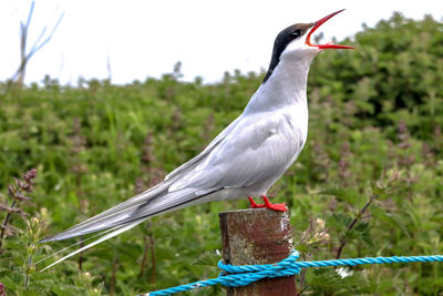 Close-up of bird perching on wood