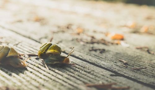 Close-up of snail on wood