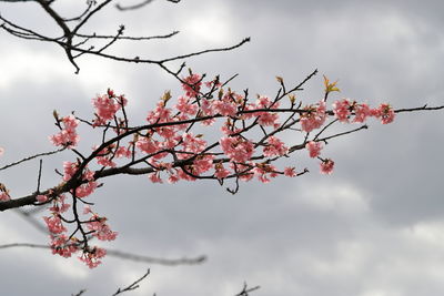 Low angle view of cherry blossoms against sky