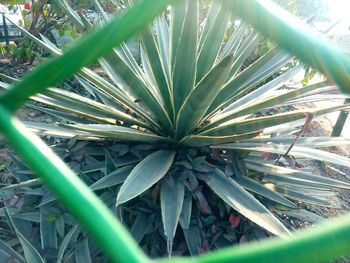 Close-up of plant