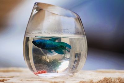 Close-up of fighter fish swimming in water