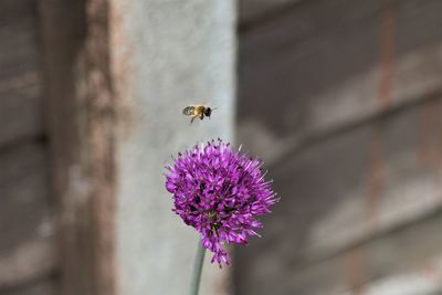 Close-up of bee pollinating on purple flower