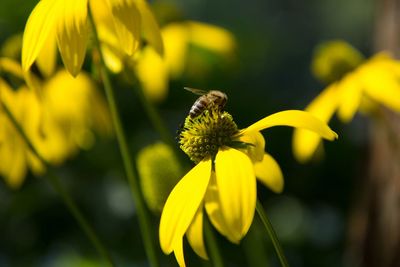 Close-up of bee on yellow flower