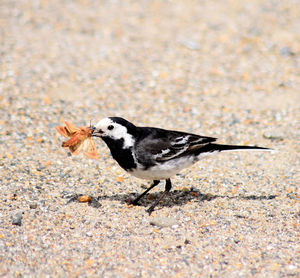 Bird eating a dog