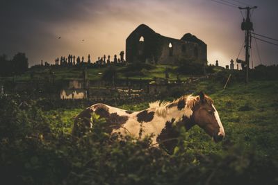 Cows grazing on field against sky