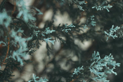 Close-up of plants on tree during winter