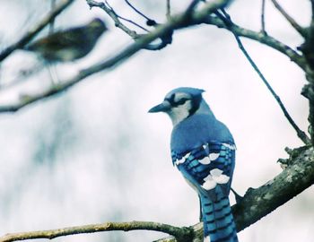 Low angle view of bird perching on branch