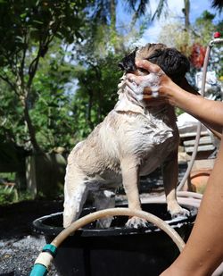 Close-up of a dog shower