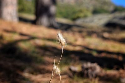 Close-up of plant on field